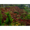 PENTAX Ricoh WG-1000 Digital Camera (Gray)