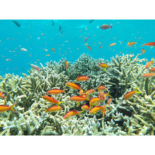 PENTAX Ricoh WG-1000 Digital Camera (Gray)