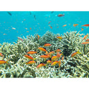 Pentax ricoh wg-1000 numérique caméra (Olive)