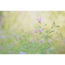 Sony a6700 Mirrorless Camera