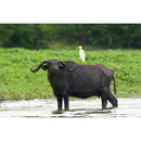 Sony a6700 Mirrorless Camera with 18-135mm Lens