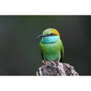 Sony a6700 Mirrorless Camera with 16-50mm Lens