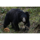 Sony a6700 Mirrorless Camera with 18-135mm Lens