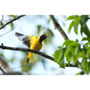 Sony a6700 Mirrorless Camera