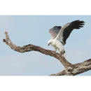 Sony a6700 Mirrorless Camera