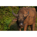 Sony a6700 Mirrorless Camera