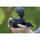 Sony ZV-E10 II Mirrorless Camera (Black)