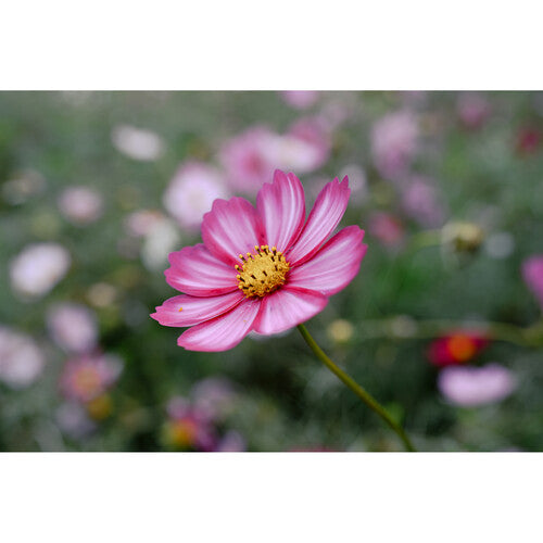 Nikon NIKKOR Z 24-105mm f/4-7.1 Lens (Nikon Z)