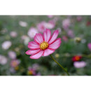 Nikon NIKKOR Z 24-105mm f/4-7.1 Lens (Nikon Z)