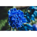 Tamron 17-70mm f/2.8 Di III-A VC RXD Lens (Nikon Z)
