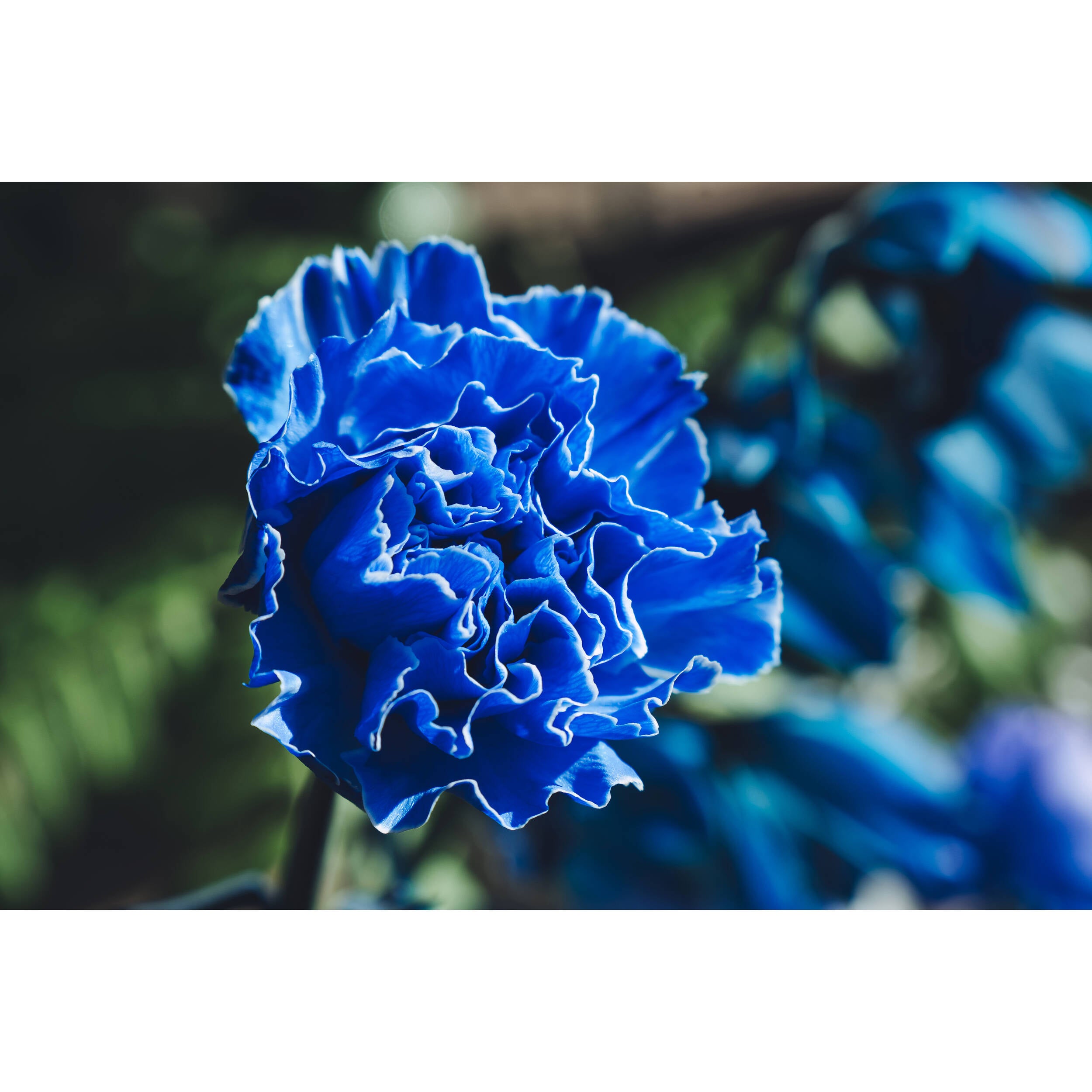 Tamron 17-70mm f/2.8 Di III-A VC RXD Lens (Nikon Z)