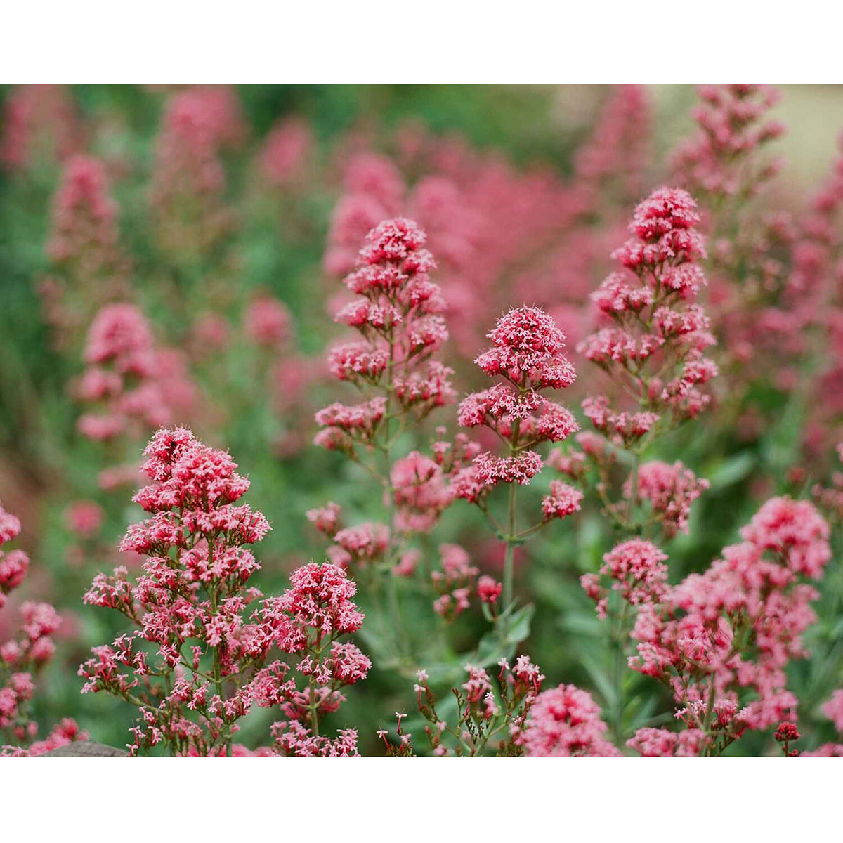 Kodak Ektar 100 Color Negative Film (4 x 5", 10 Sheets)