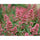 Kodak Ektar 100 Color Negative Film (4 x 5", 10 Sheets)