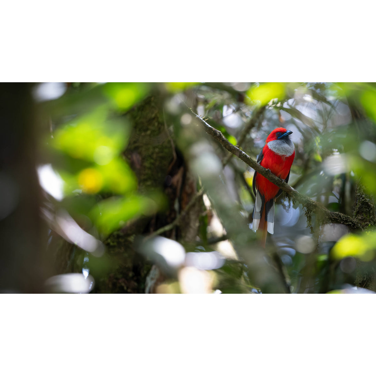 FUJIFILM XF 400mm f/4.5 R LM OIS WR Lens