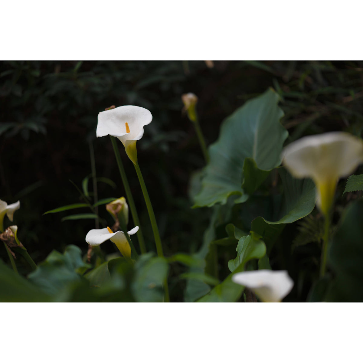 Objectif Sigma 85 mm f/1,2 DG Art (monture L)