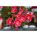 Nikon Nikkor Z 50 mm f / 1,4 Objectif (Nikon Z)