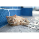 Nikon Nikkor Z 50 mm f / 1,4 Objectif (Nikon Z)