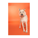 Savage Widetone Background Paper 107"x 36' Roll