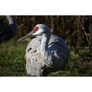 Nikon Z50 II Mirrorless Camera - Body Only