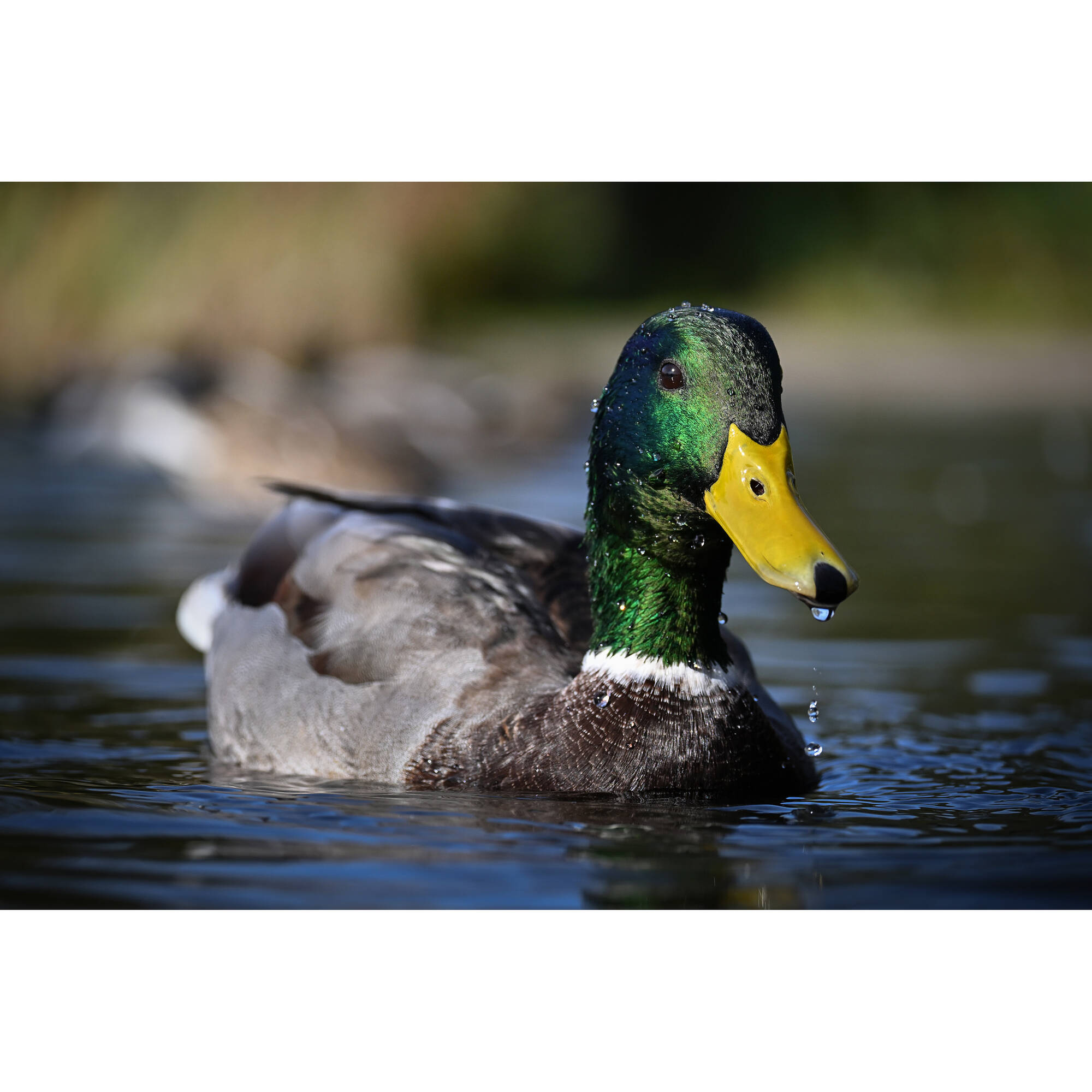 Nikon Z50 II Mirrorless Camera - Body Only