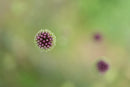 Sony SEL100M28GM FE 100mm f/2.8 Macro GM Objectif (Sony E)