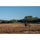 Tiffen Glimmerglass CPL Filter (52mm, Grade 1/2)
