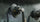Tilta Hydra Electronic Suction Cup (6 Inch)