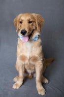 Westcott X-Drop Wrinkle-Resistant Backdrop - Neutral Gray Sweep (5' x 12')