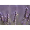 Canon RF 70-200 mm f / 2,8 L IS USM Z Objectif (Blanc, canon RF)