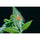 7Artisans INFINTE 65mm T2.9 2x Macro Objectif (Canon RF)