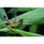 7Artisans INFINTE 65mm T2.9 2x Macro Objectif (Canon RF)