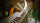 Tilta-Fisheye 8mm Objectif pour iPhone (T-Mount) - Champagne