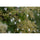 Sigma 135mm f/1.4 DGArt Objectif (Montage en L)