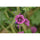 Sigma 135mm f/1.4 DGArt Objectif (Montage en L)