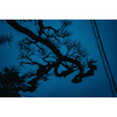 Sigma 17-40 mm f / 1,8 dc art Objectif (Sony E)