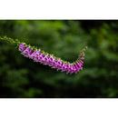 Sigma 28-105MM F2.8 DG DN (L-Mount)