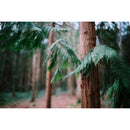 Sigma 35mm f/1.2 DG II Art Lens (Sony E)