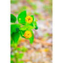 7artisans Photoelectric 50mm f/1.8 AF Lens (Nikon Z)