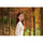 7artisans Photoelectric 50mm f/1.8 AF Lens (Nikon Z)