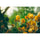 7artisans Photoelectric 27mm f/2.8 AF Lens (Sony E)