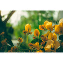 7artisans photoélectrique 27 mm f / 2,8 af Objectif (Sony E)