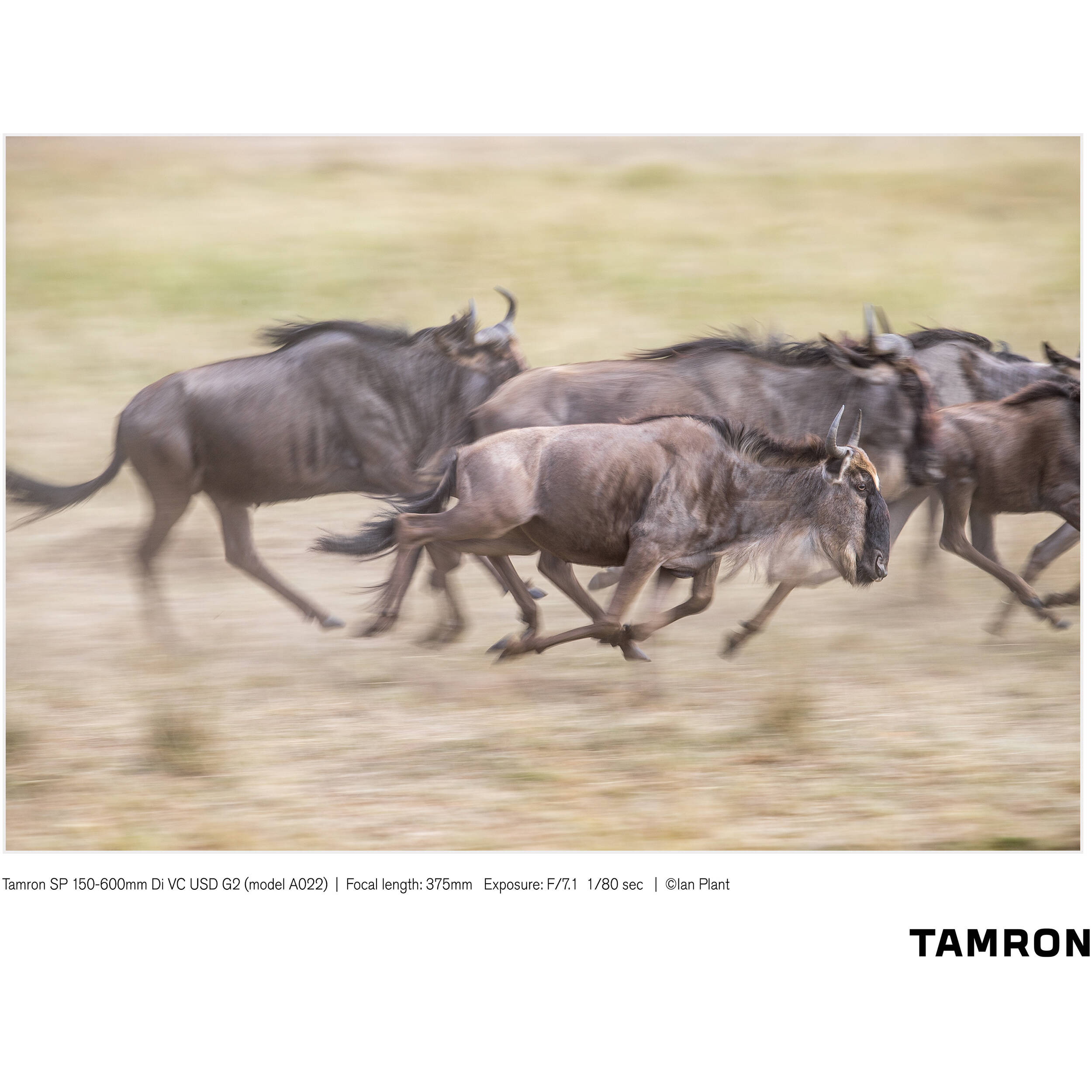 Tamron SP 150-600mm f/5-6.3 Di VC USD G2 for Canon EF