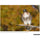 Tamron SP 150-600mm f/5-6.3 Di VC USD G2 for Nikon F