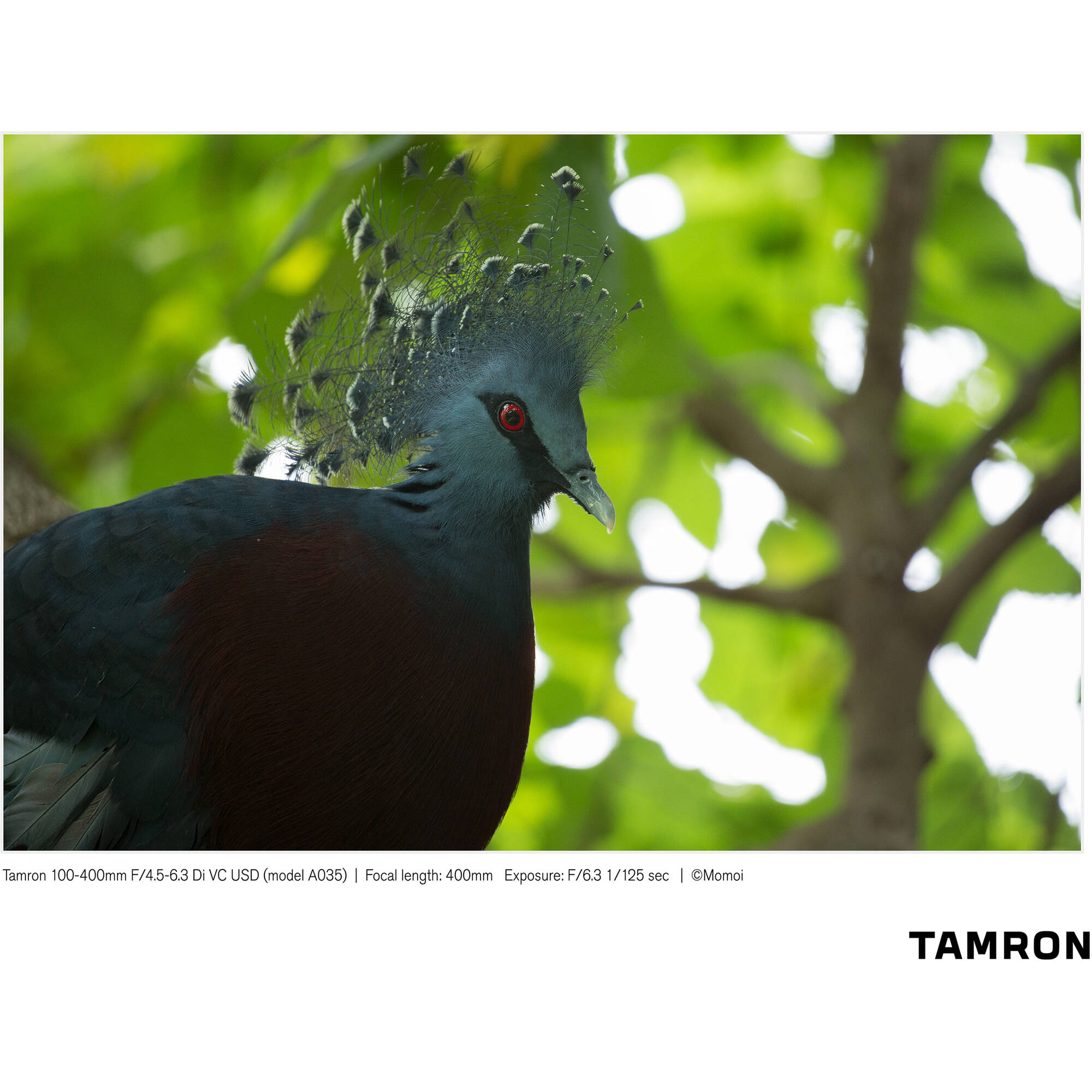 Tamron 100-400mm f/4.5-6.3 Di VC USD Lens for Nikon F