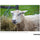 Tamron 70-300mm f/4.5-6.3 Di III RXD Objectif pour Sony E