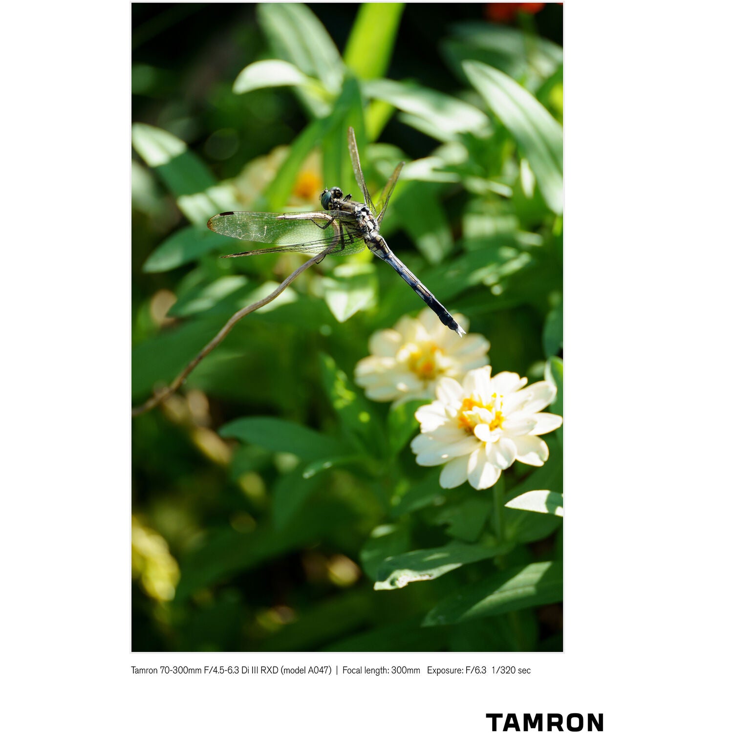 Tamron 70-300mm f/4.5-6.3 Di III RXD Objectif pour Sony E