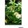 Tamron 70-300mm f/4.5-6.3 Di III RXD Objectif pour Sony E