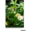 Tamron 70-300mm f/4.5-6.3 Di III RXD Objectif pour Sony E