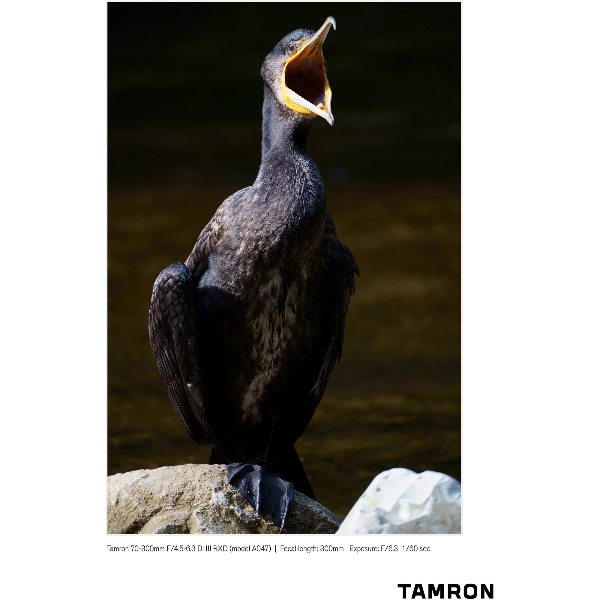 Tamron 70-300mm f/4.5-6.3 Di III RXD Objectif pour Sony E