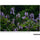 Tamron 70-300mm f/4.5-6.3 Di III RXD Lens for Nikon Z